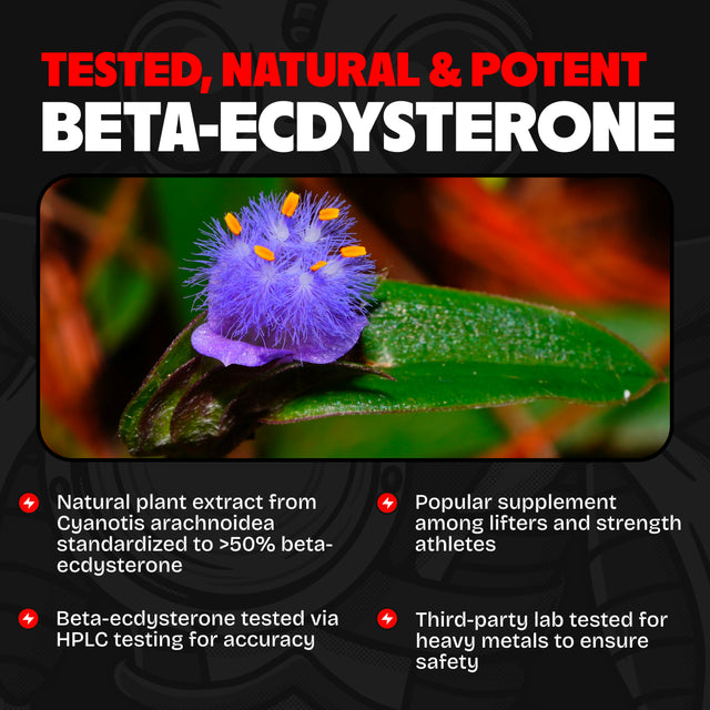 Beta-Ecdysterone