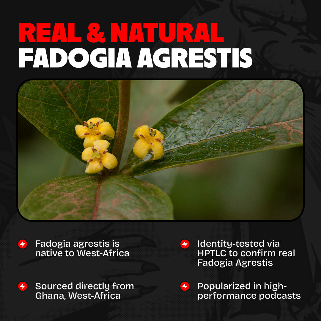 fadogia agrestis plant seeds Fadogia Agrestis Extract – ID Tested for Purity & Potency